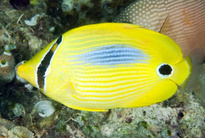 Blue Blotch Butterfly