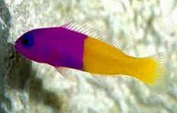 Blue Eye Royal Dottyback