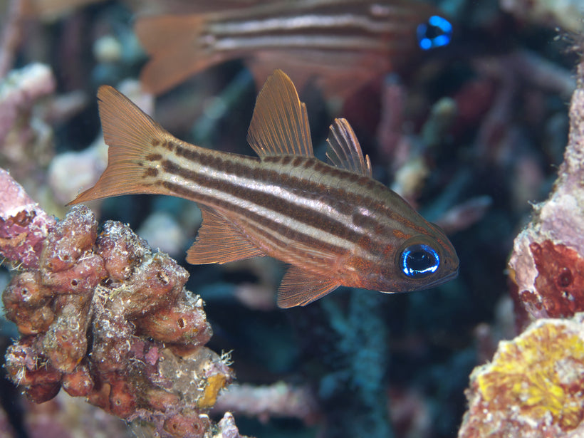 Cardinel Fish Cardinalfish – Sea Dwelling Creatures