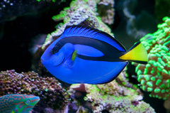 Blue (Hippo) Tang