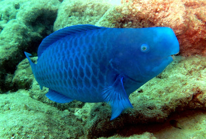 Blue Parrotfish