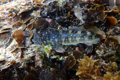 Blue Spotted Blenny