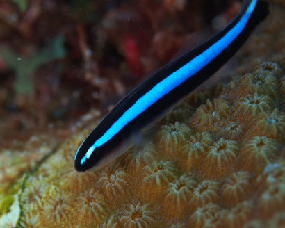 Bluestripe Neon Goby