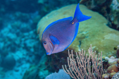 Blue Stripe Tang