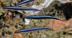 Blue Striped Hulafish