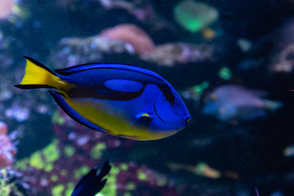 Blue Tang: Yellow Belly