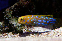 Blue Spot Jawfish