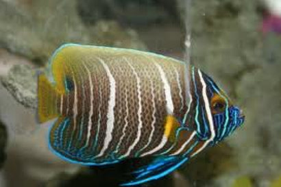 Blueface Angel: Changing