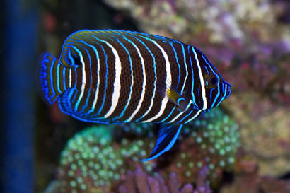 Blueface Angel: Juvenile