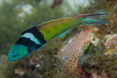 Bluehead Wrasse