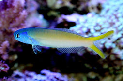 Bluejaw Tile Goby