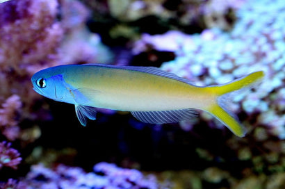 Bluejaw Tile Goby