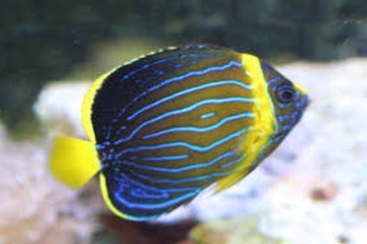 Blueline Angel: Juvenile