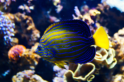 Blueline Angel: Tank Raised