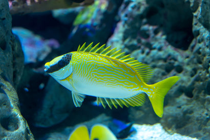 Blue Lined Rabbitfish