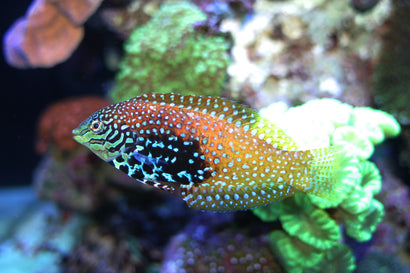 Divided Leopard Wrasse: Female