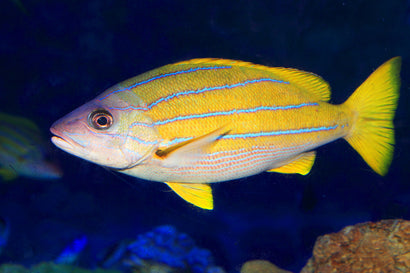 Bluestripe Snapper