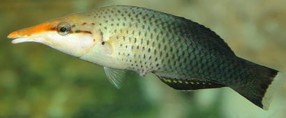 Brownbird Wrasse: Golden