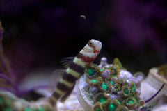 Bumblebee (Wheeleri) Goby