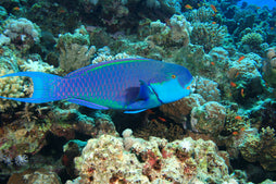 Bumphead Parrotfish