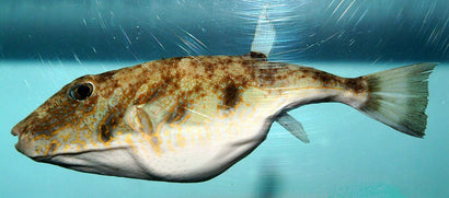 Burrowing Puffer