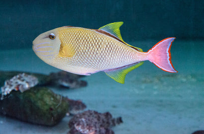 Crosshatch Trigger: Male