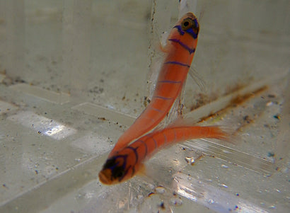 Catalina Goby: Tank Raised