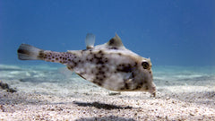 Camel Cowfish