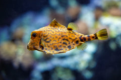 Camel Cowfish