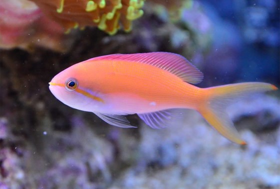 Carberry Anthias Female Sea Dwelling Creatures