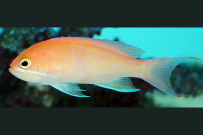 Carlson Anthias: Female