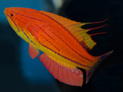 Carpenter Flasher Wrasse