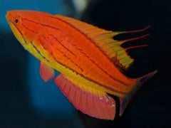 Carpenter Flasher Wrasse