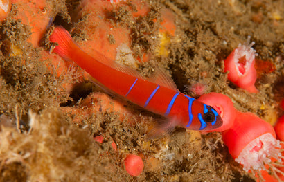 Catalina Goby