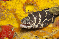 Chainlink Moray Eel