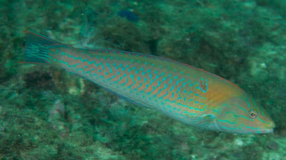 Chameleon Wrasse