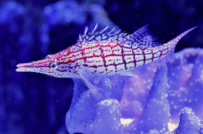 Hawkfish