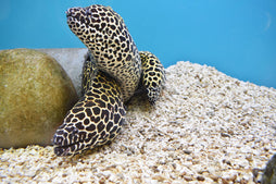 Cheetah Eel