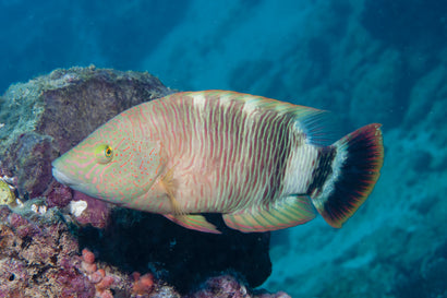 Cheilinus Trilobatus Wrasse
