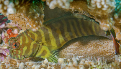 Chestnut Blenny