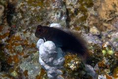 Chestnut Blenny