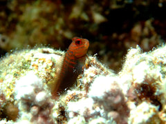 Chestnut Blenny