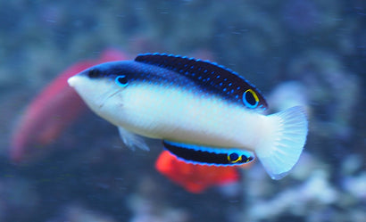 China Wrasse: Male