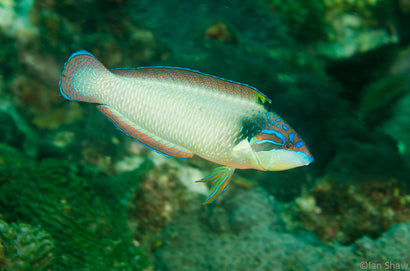 China Wrasse