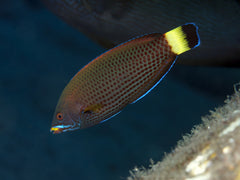 Chiseltooth Wrasse