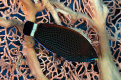 Chiseltooth Wrasse