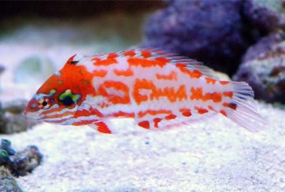 Choati Wrasse