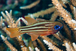 Chocolate Stripe Cardinal