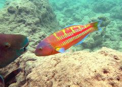 Christmas Wrasse