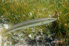 Cigar Wrasse